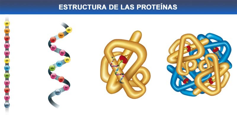 estructura proteinas