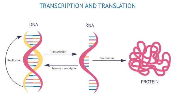 construccion-proteinas-transcripcion-y-traduccion-del-ADN
