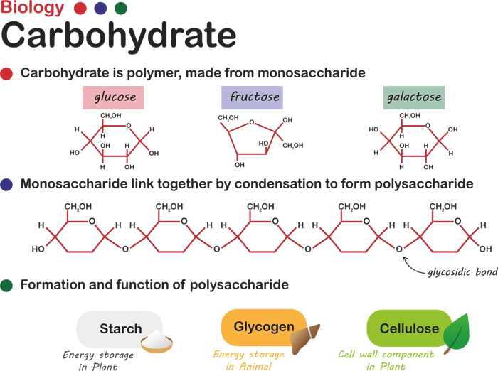 estructura de los carbohidratos