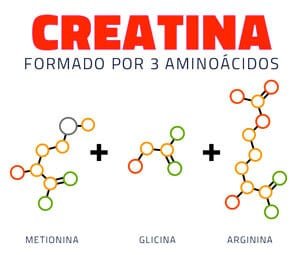creatina formada por 3 aminoacidos