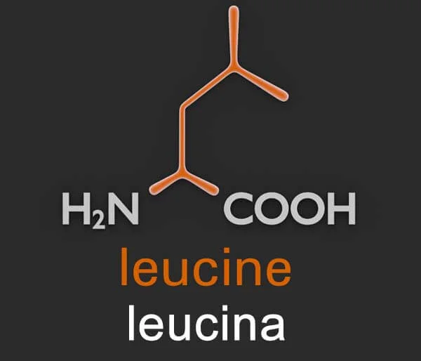 que es la leucina suplementos libres