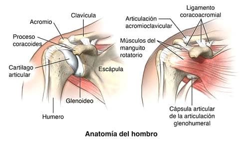 anatomia del hombre hueso y muscular