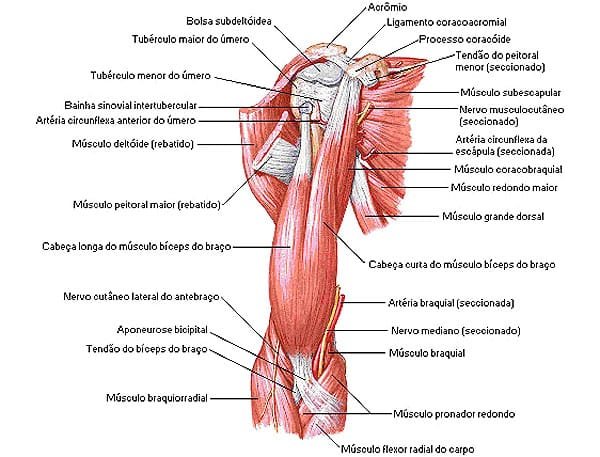 enfoque didactico de una seccion muscular del biceps
