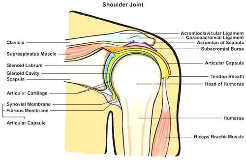 hombro musculs