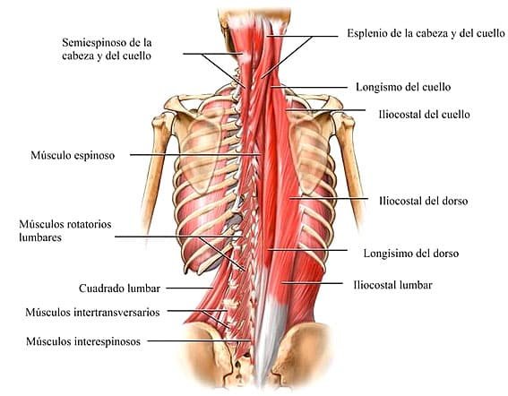 musculos de espalda y lumbares